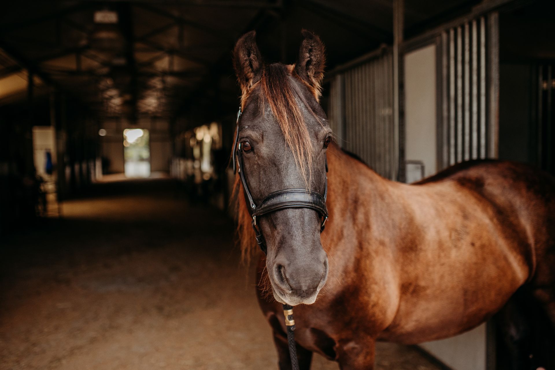 A brown horse is standing in a stable looking at the camera named Shadow