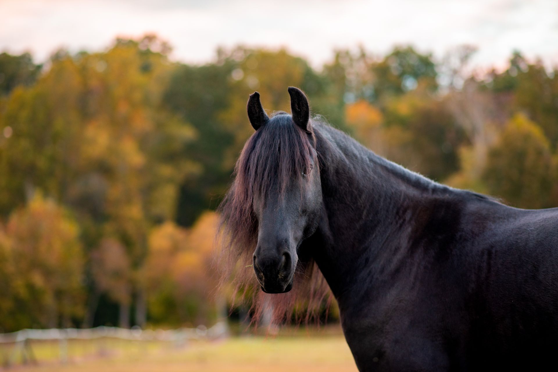 A black horse is standing in a field with trees in the background.