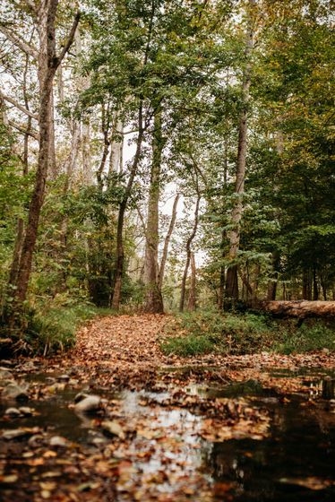 A stream in the middle of a forest surrounded by trees and leaves.