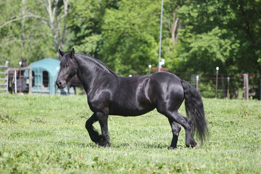 A black horse is standing in a grassy field.