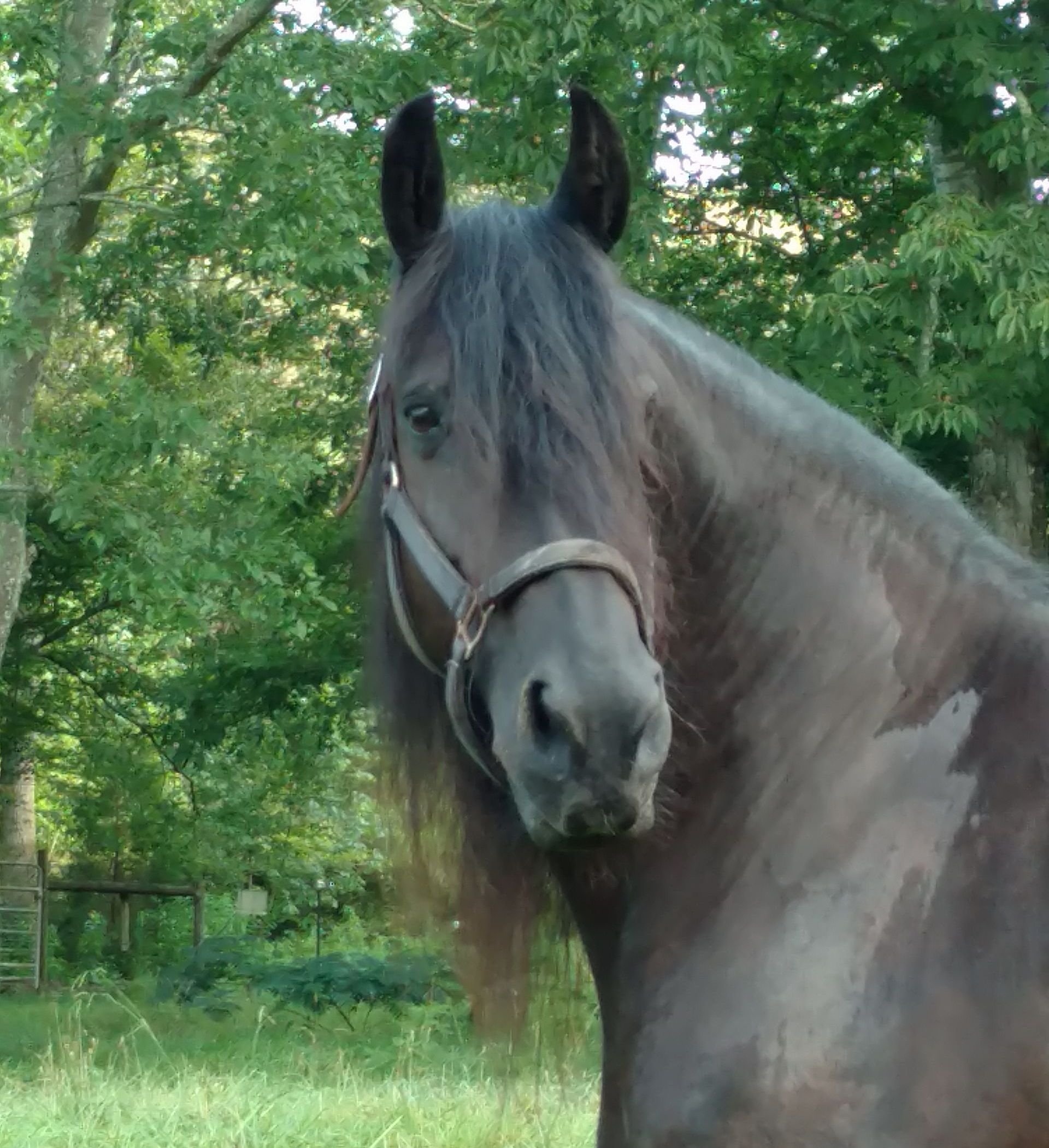 A black horse is standing in a grassy field.