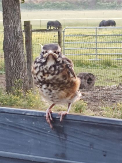 A small bird perched on a fence with a field in the background
