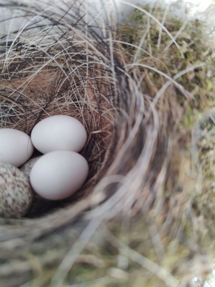 A close up of a bird nest filled with eggs