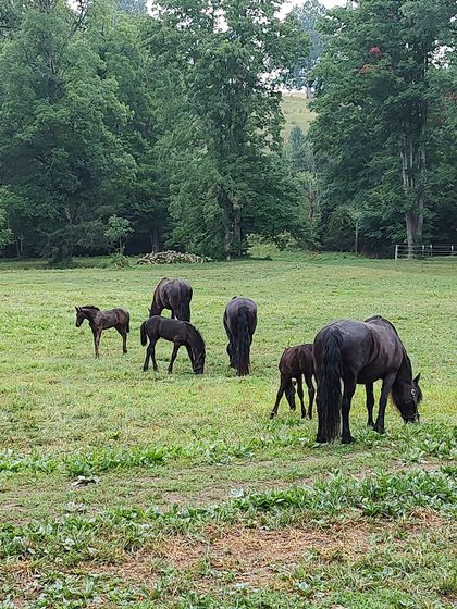 A herd of horses grazing in a grassy field.