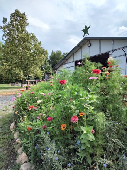 A bunch of flowers are growing in front of a building.
