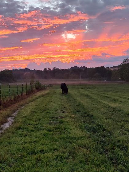 A cow is standing in a field with a sunset in the background.