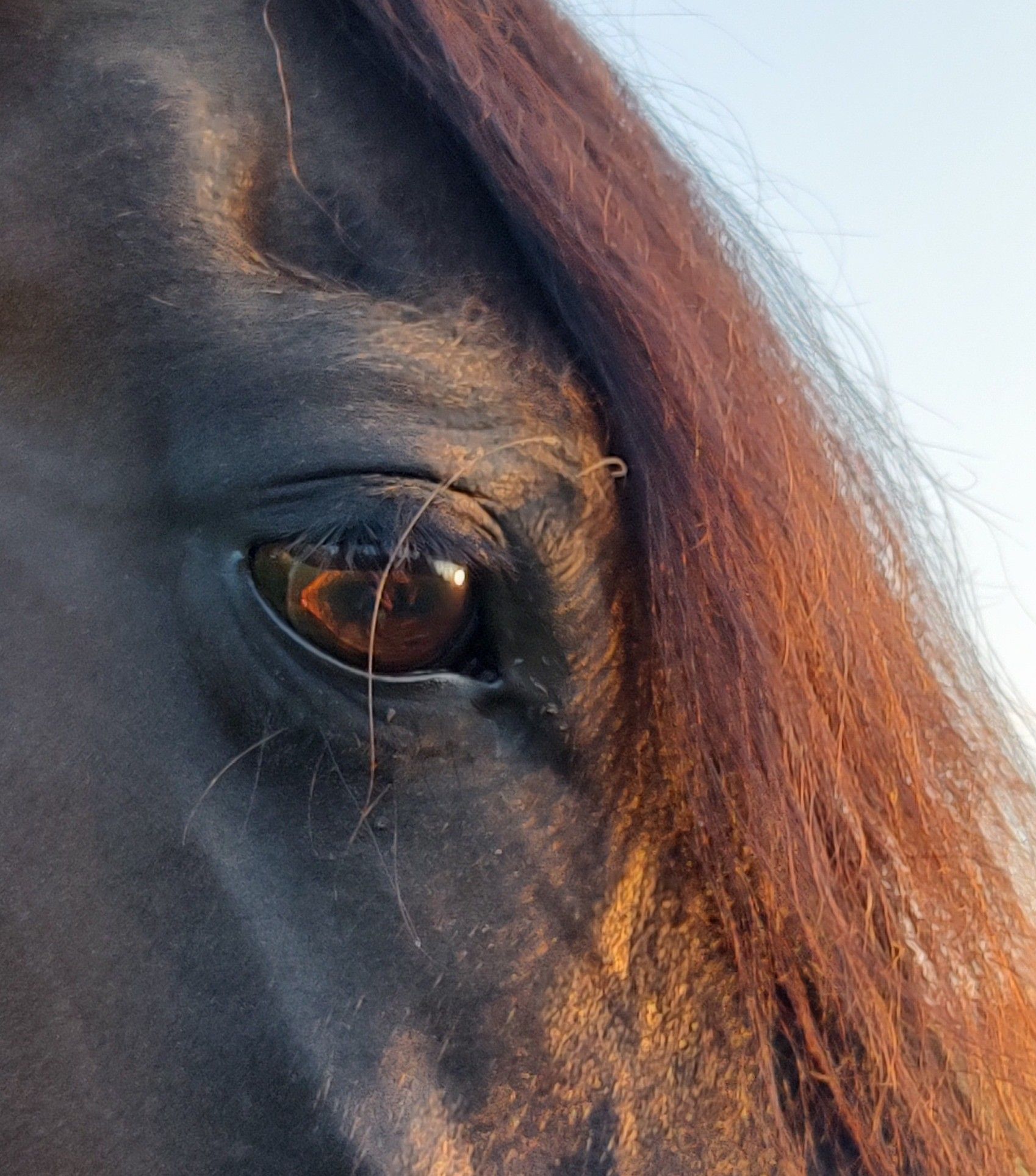 A man in a cowboy hat is holding a brown horse.