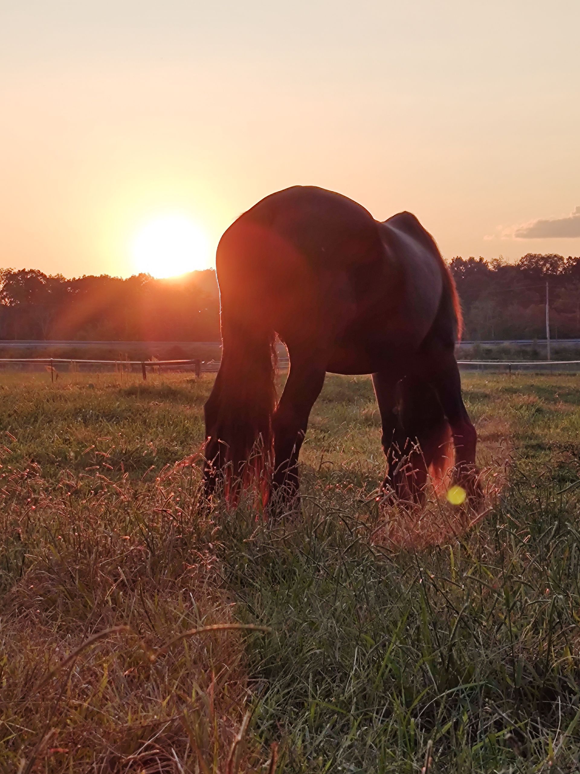 A horse grazing in a field at sunset