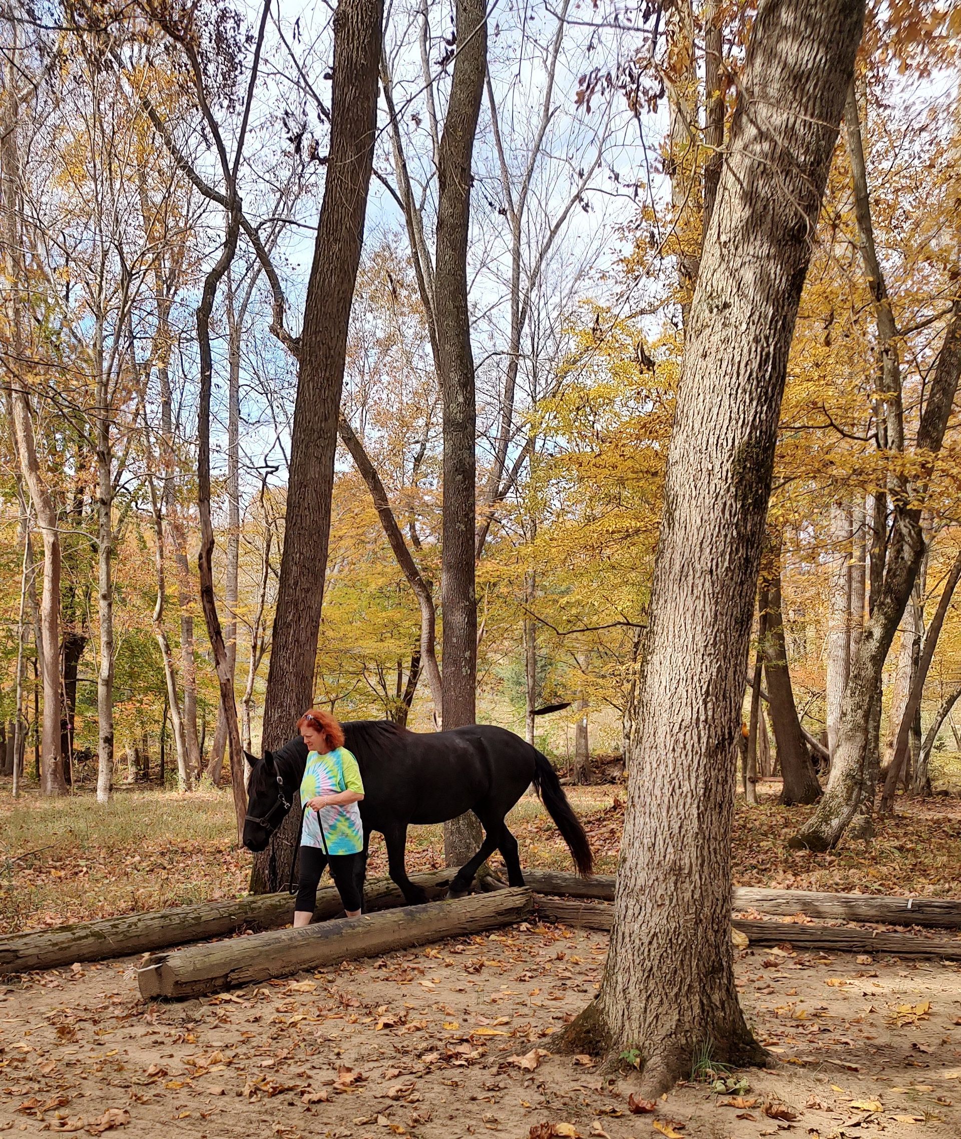 A woman is walking a horse on a log in the woods.