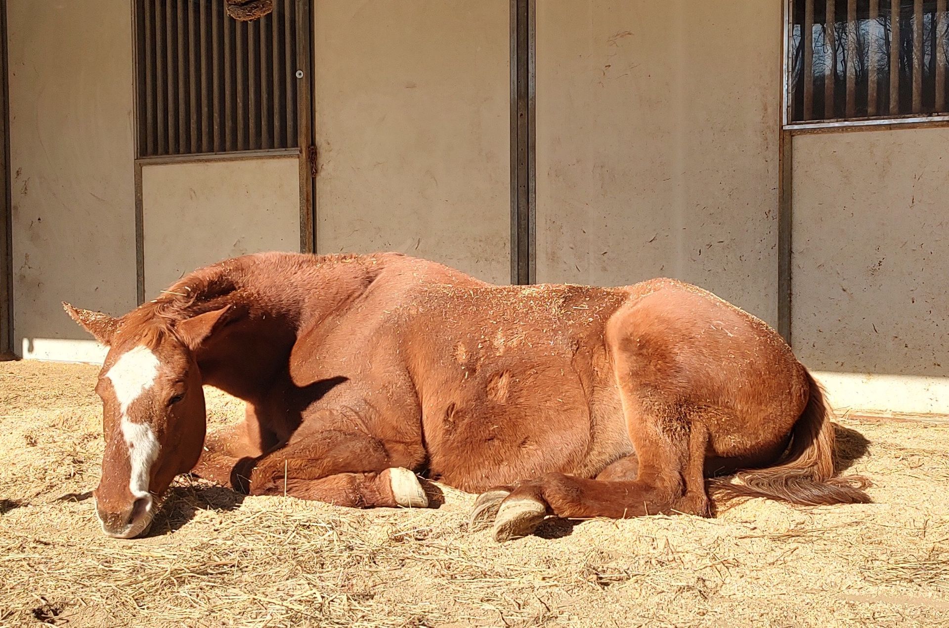 A brown horse is laying in the dirt in front of a building