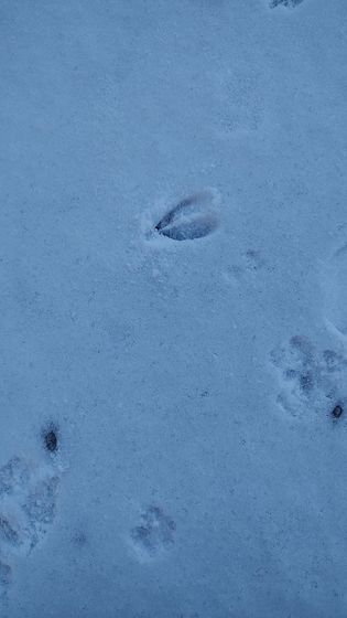 A close up of a footprint in the snow.