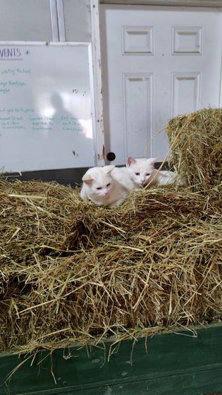 Two white kittens are sitting in a pile of hay.