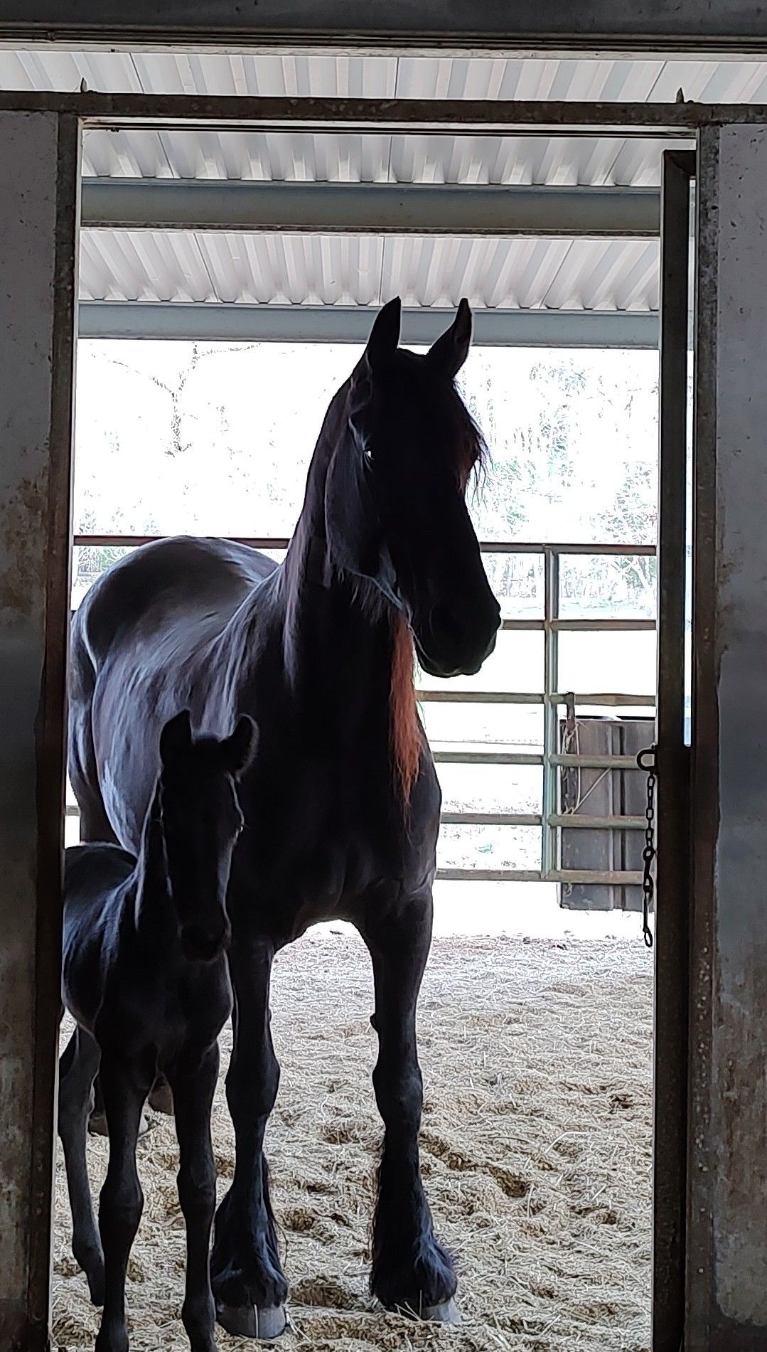 A horse and a foal are standing in a stable.