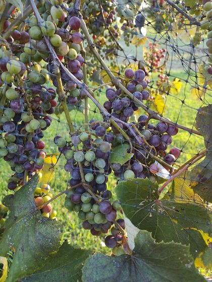 A bunch of grapes are growing on a vine