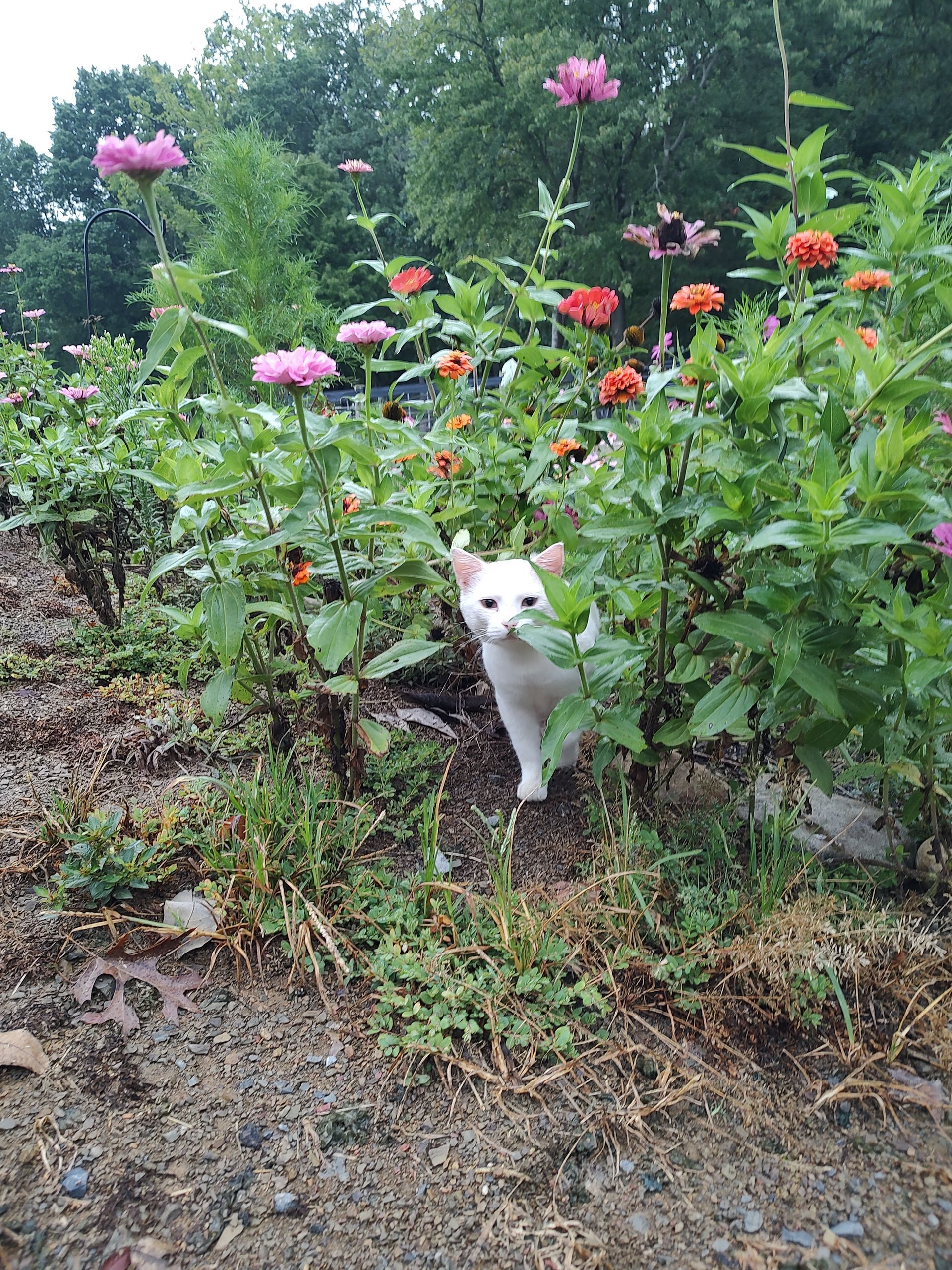 A small white dog is standing in a field of flowers.