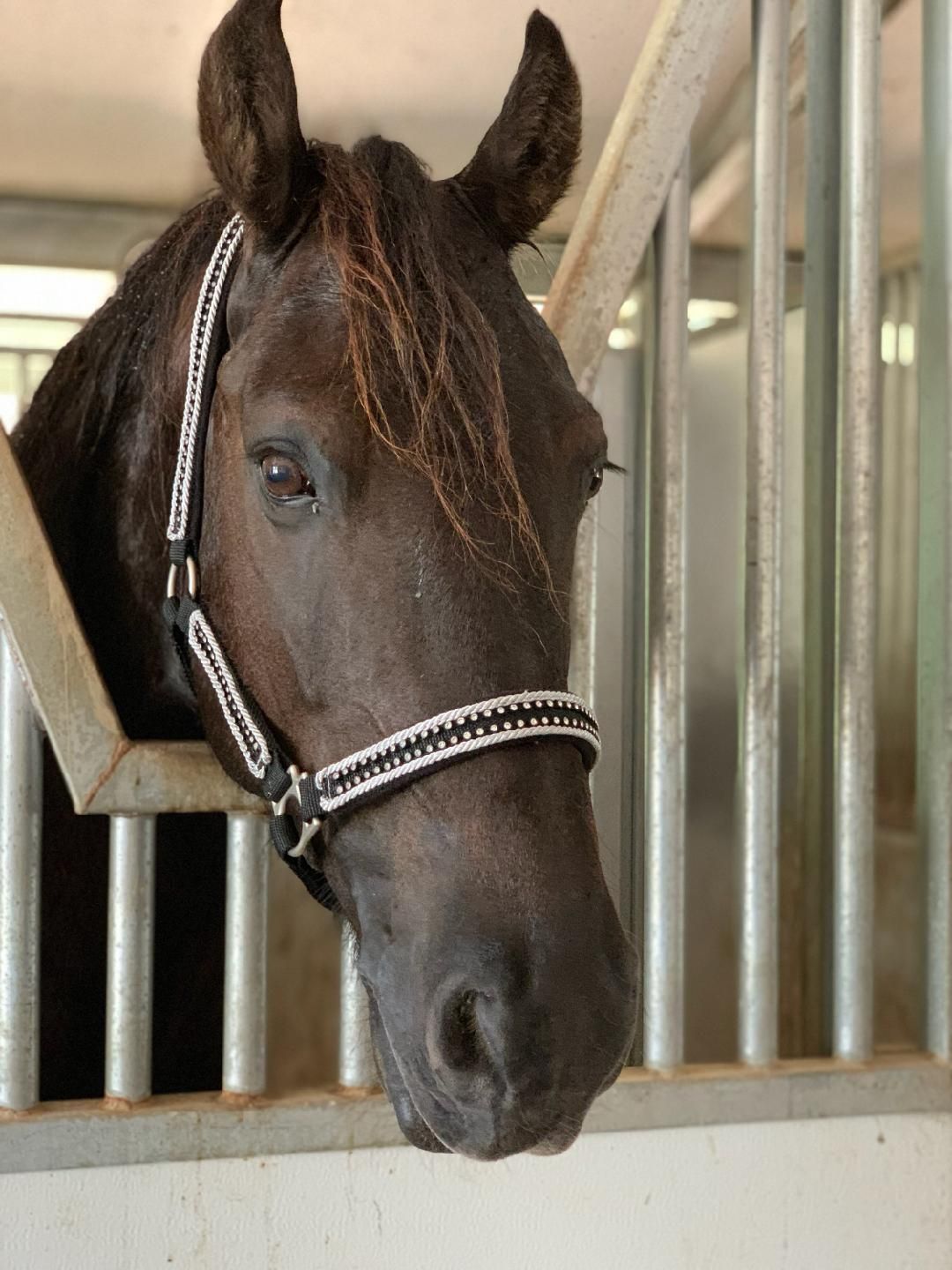 A group of horses standing in a barn behind a fence