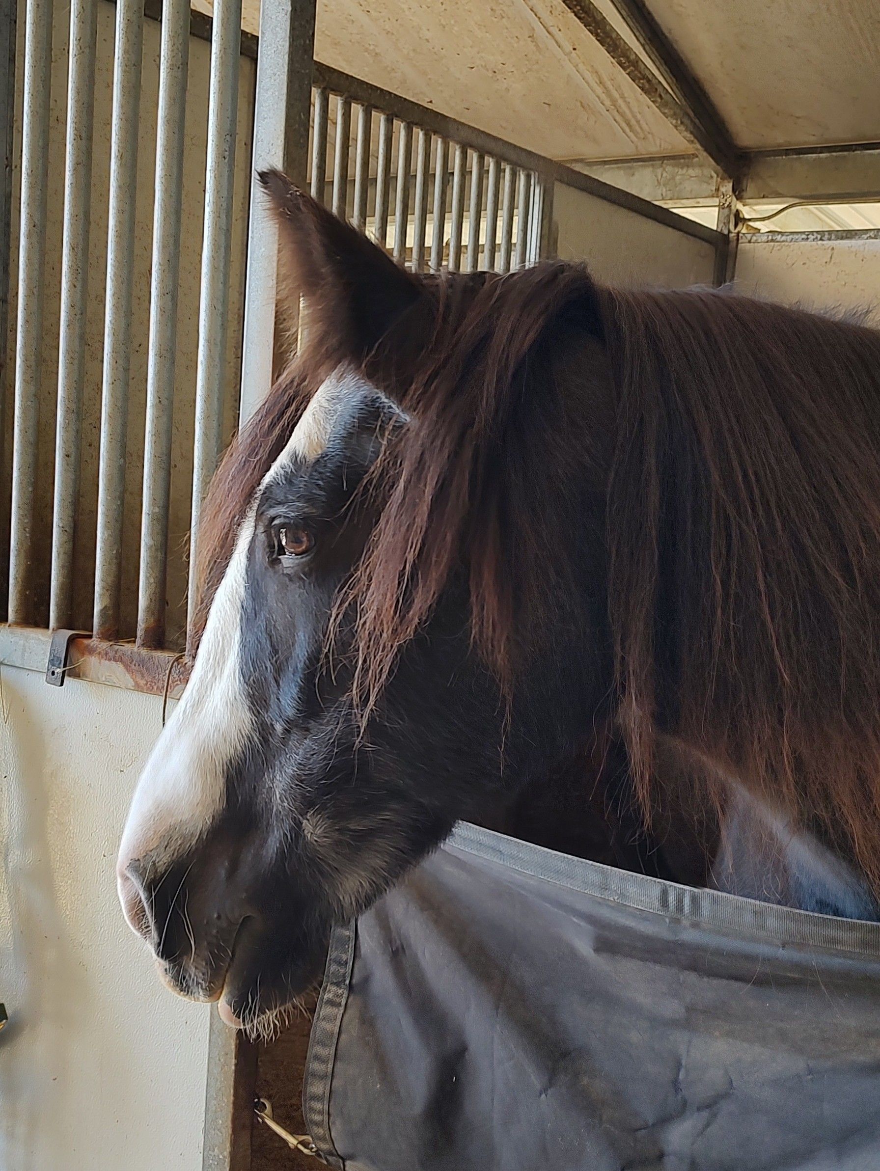 A close up of a horse 's head in a stable