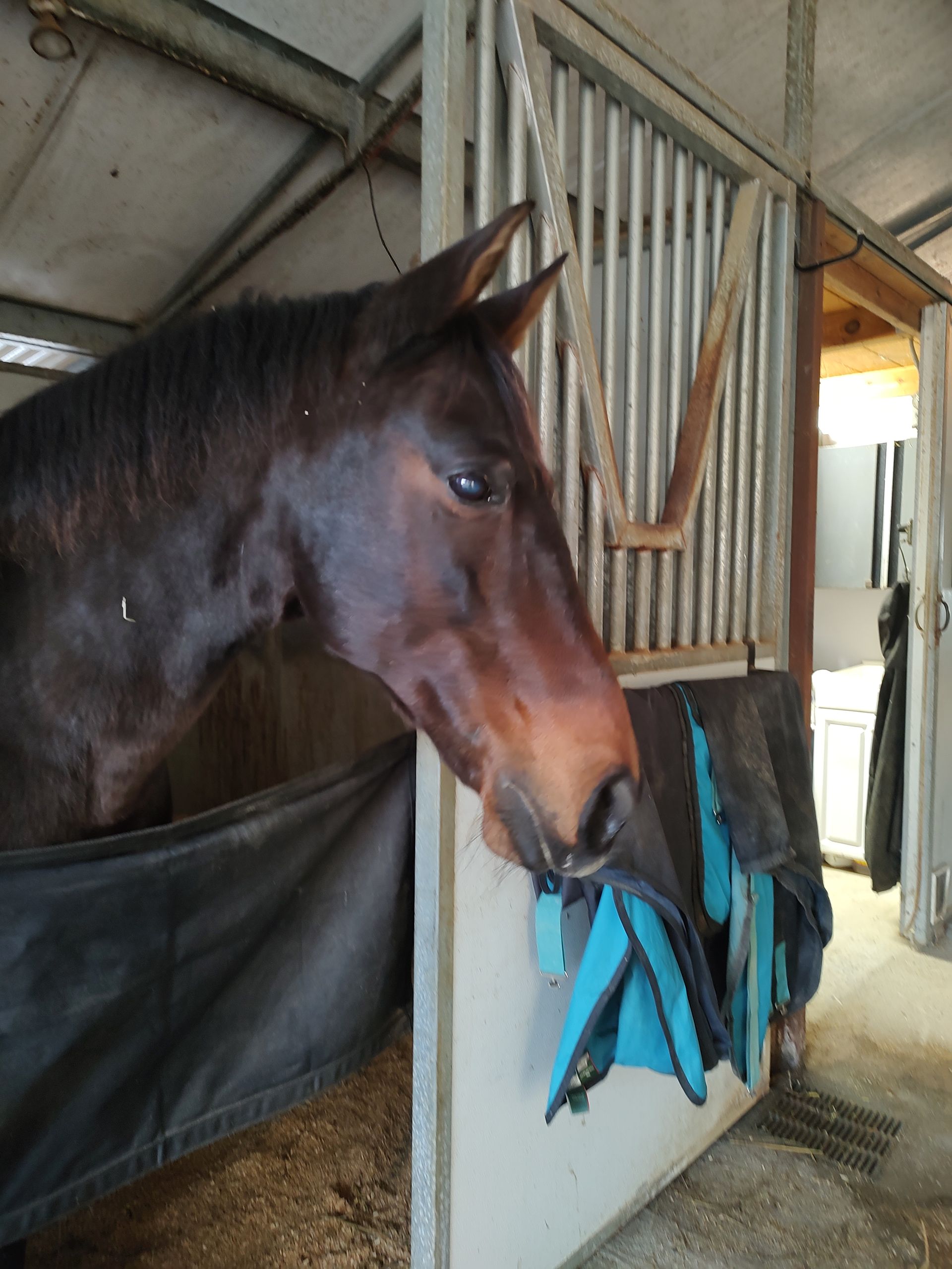 A brown horse in a stable with a blue blanket in its mouth