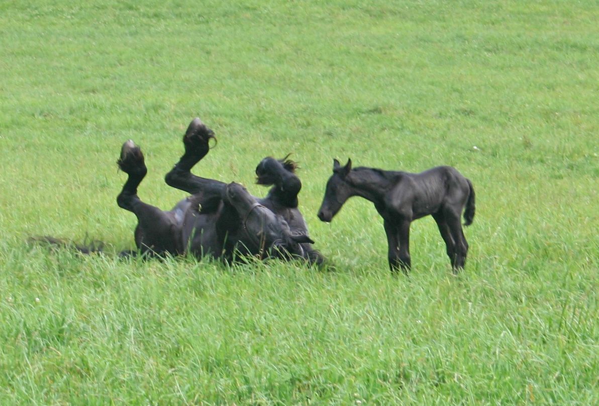 Two black horses are laying on their backs in a grassy field.