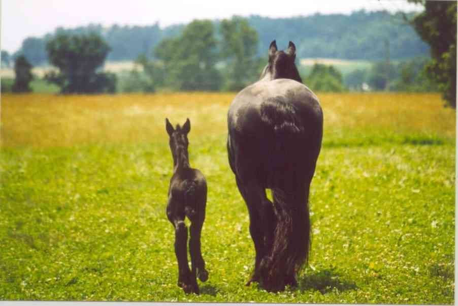 A horse and a foal are walking in a grassy field