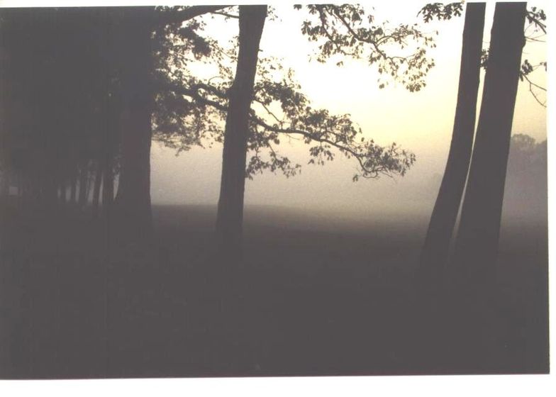 A black and white photo of trees in a foggy field