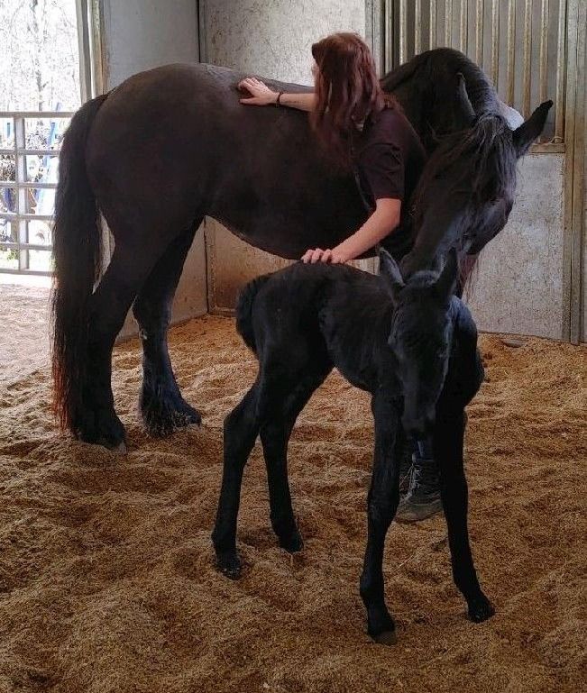 a HOPE horse trainer working with a mother horse and her baby horse