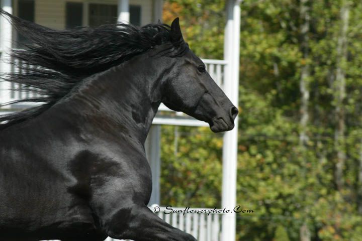 A black horse with a long mane is running in front of a house