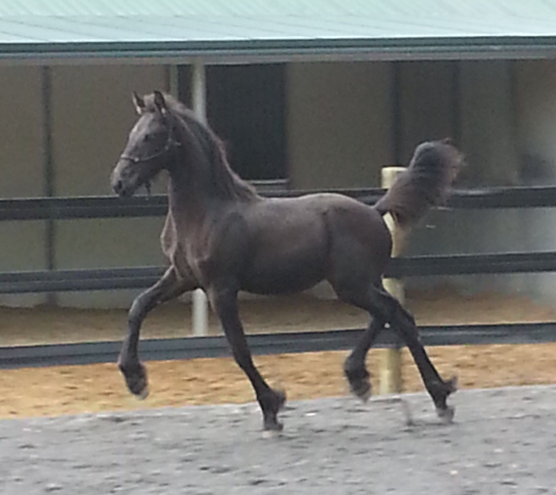 A black horse is running in a fenced in area