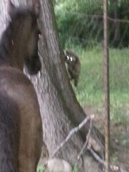 A dog is standing next to a tree looking at a squirrel.