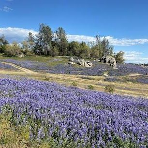 tattoo shops near me auburn ca