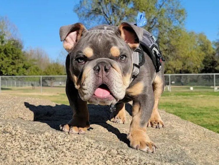 tattoo shops near me lincoln ca