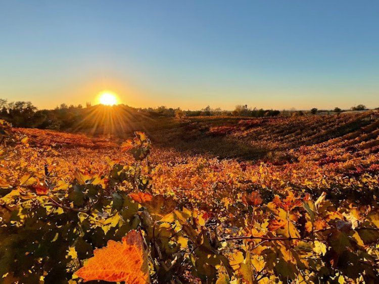 tattoo shops near me lincoln ca