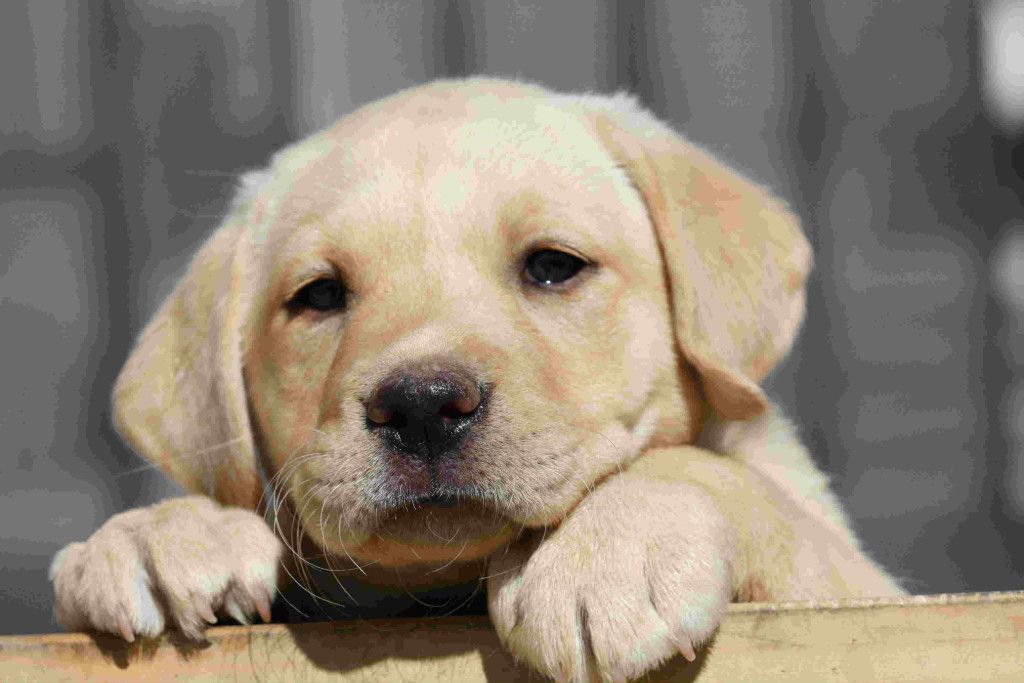 Yellow Labrador puppy, resting paws on a wooden ledge, looking at the viewer.