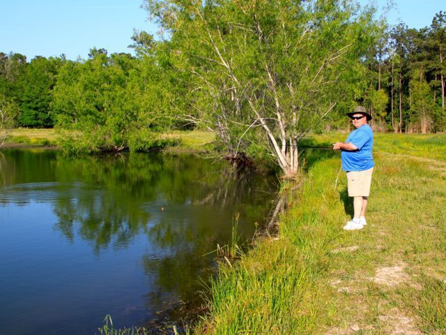 Man fishing at a pond. He's wearing a blue shirt and khaki shorts. Tree on bank.