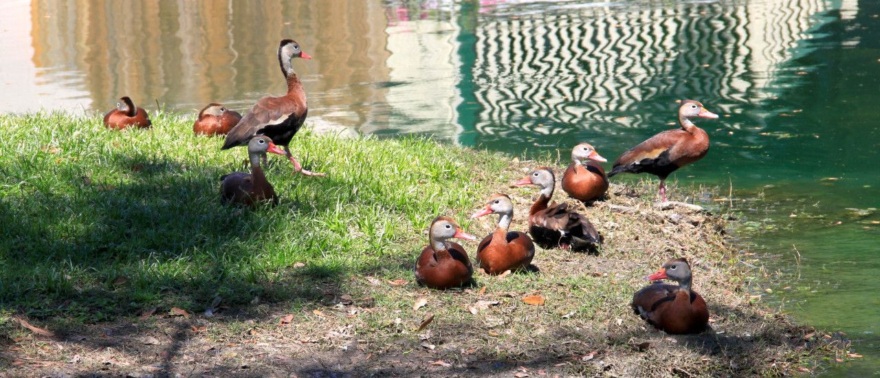 Ducks on grassy bank beside pond; brown and white plumage. Trees and water in background.