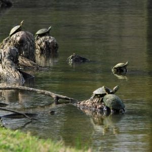 Turtles sunning on logs in a murky body of water.