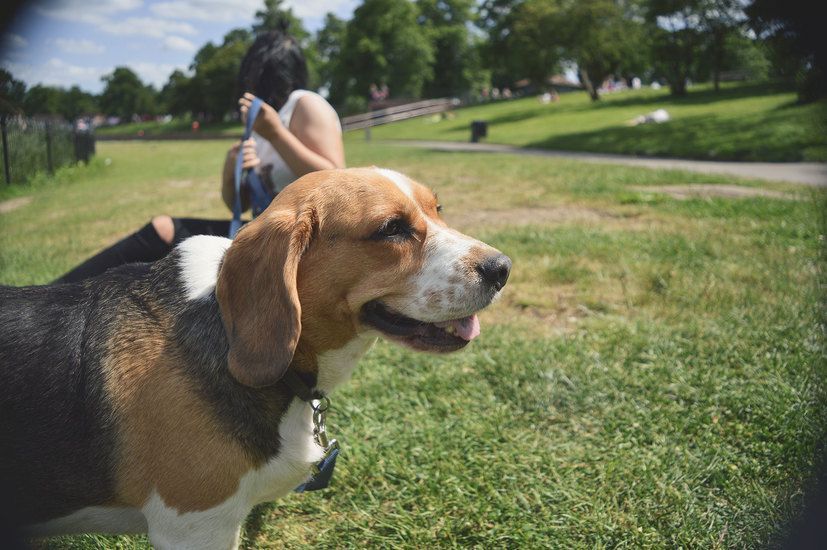 Beagle dog with brown and white fur, looking to the side in a grassy park setting, person behind.