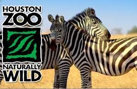 Houston Zoo logo next to two zebras in a grassy field.