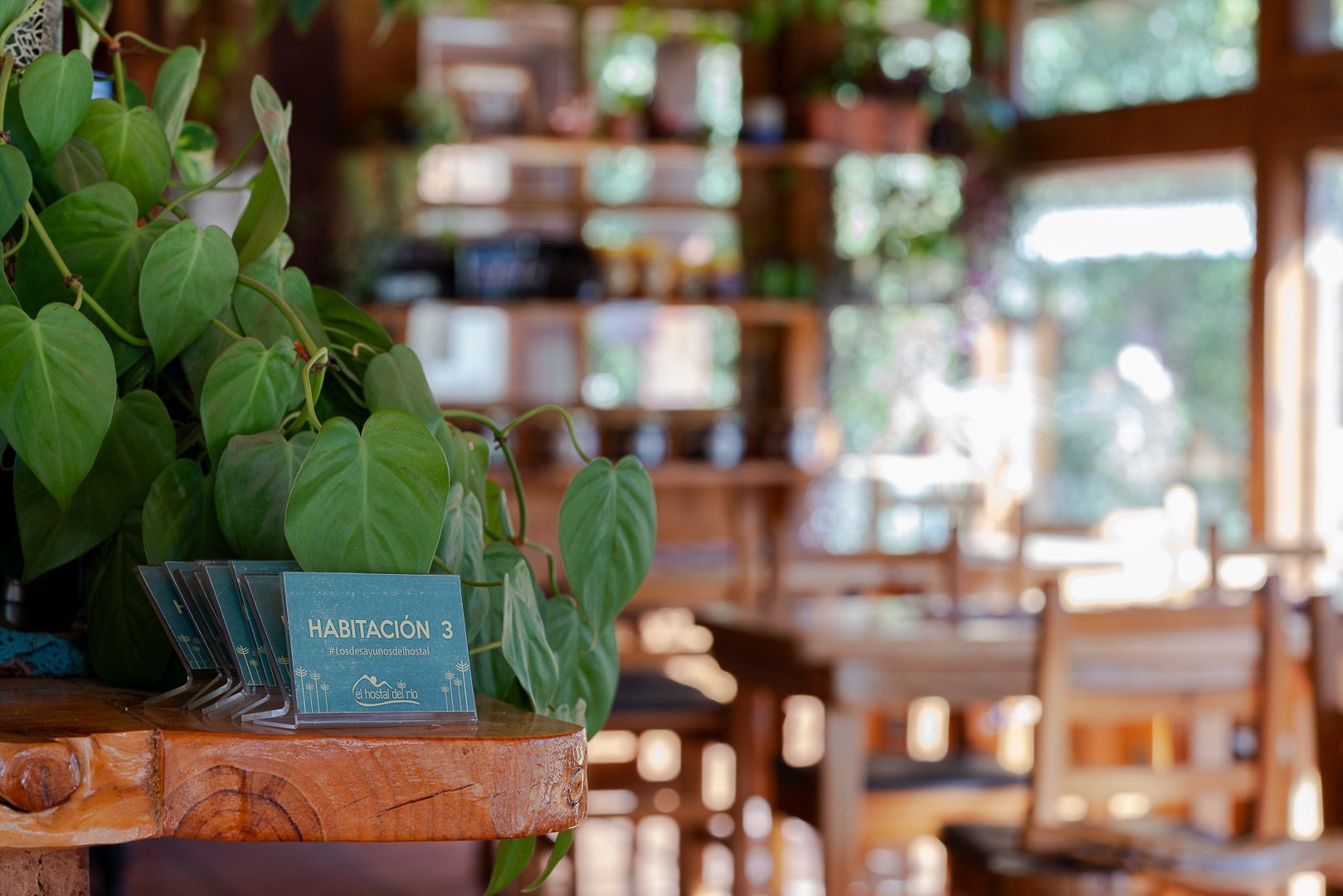 Una planta está sentada sobre una mesa de madera en un restaurante.