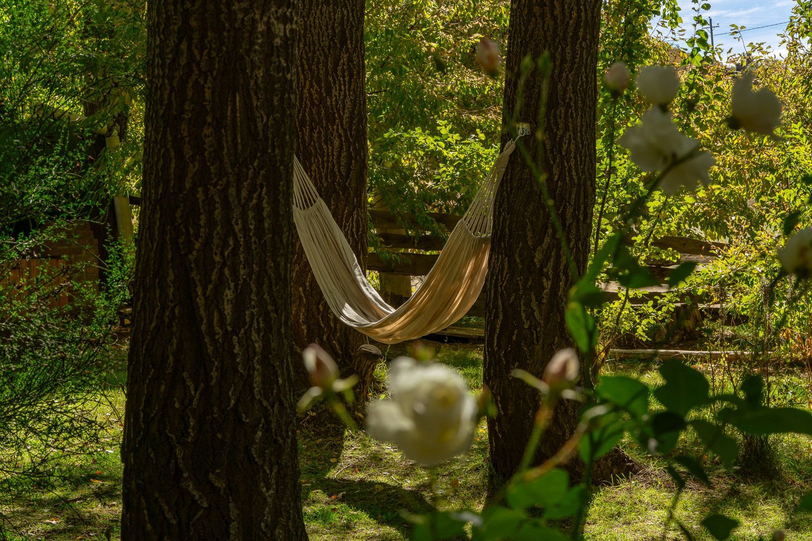 Una hamaca cuelga entre dos árboles en un bosque.