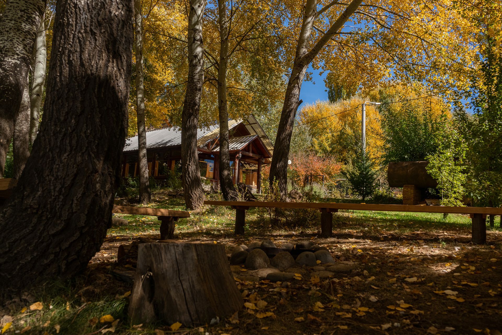 Un tocón en medio de un bosque con árboles cubiertos de hojas amarillas.