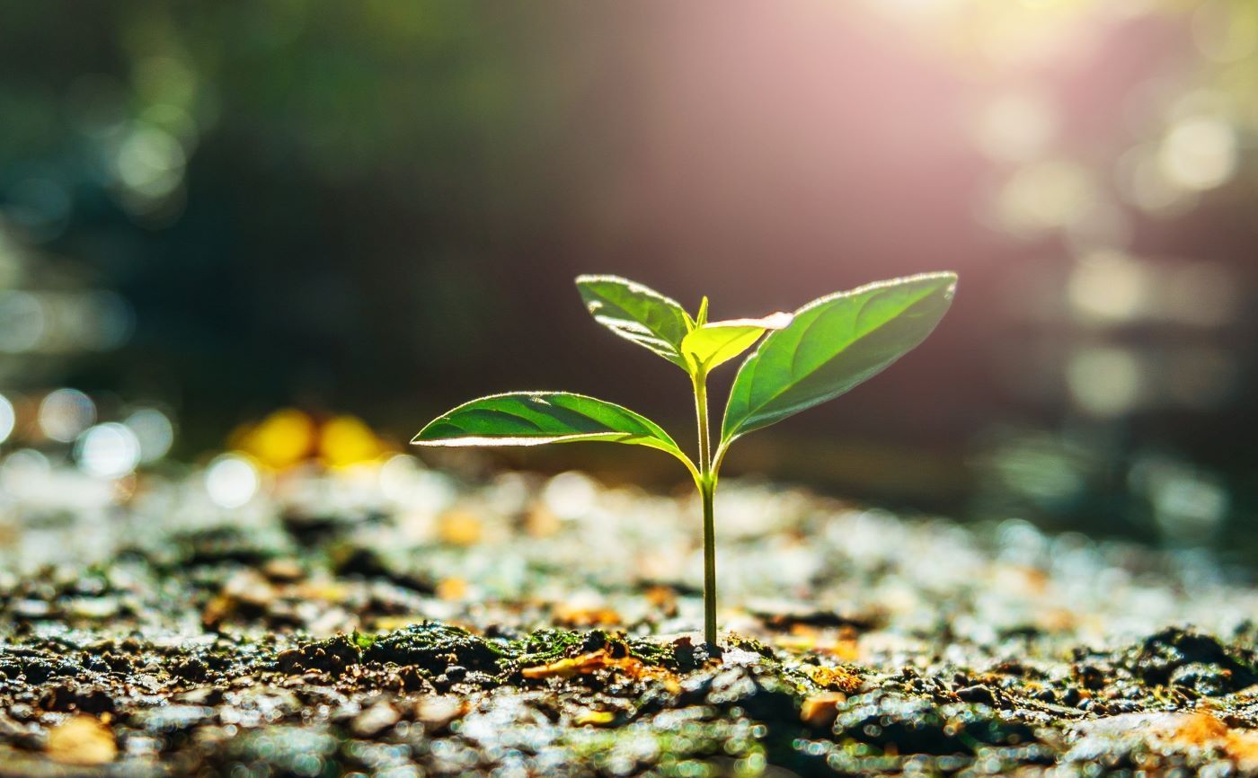 A small green sprout emerging from the soil, illuminated by sunlight.