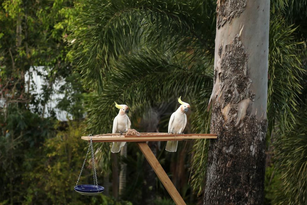 Two Cockatoos Are Perched On A Wooden Table Next To A Tree — Dieselflash Whitsundays in Cannonvale, QLD