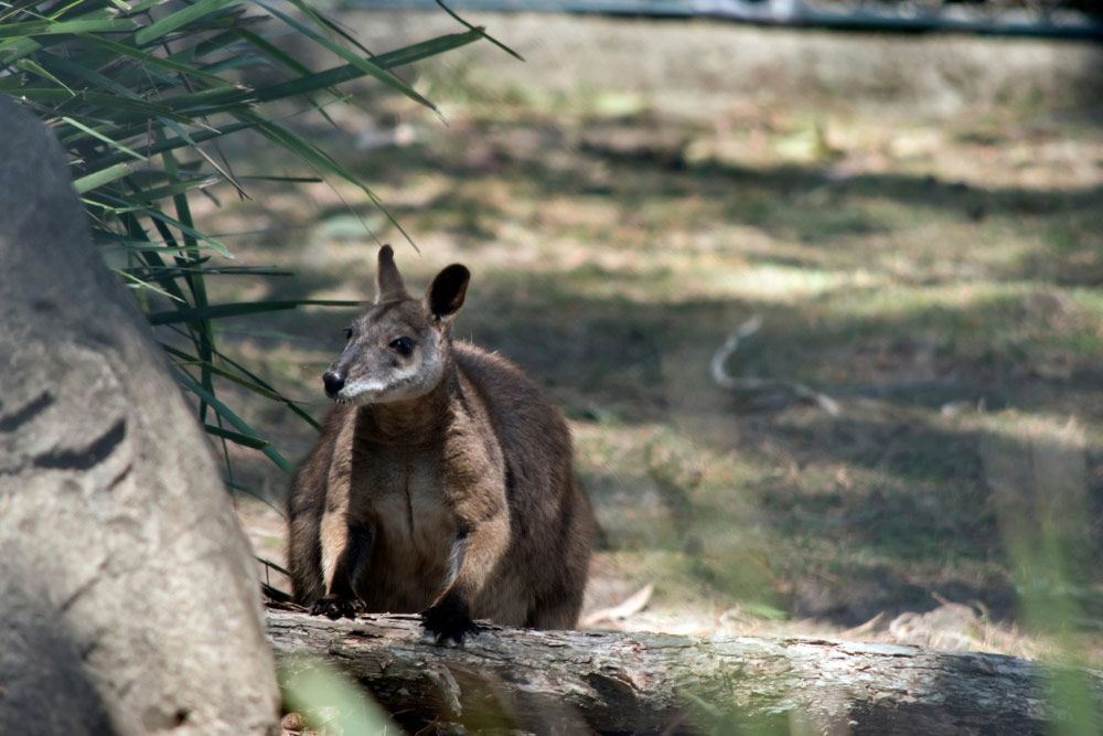 A Kangaroo Is Standing On A Rock In The Woods — Dieselflash Whitsundays in Proserpine, QLD