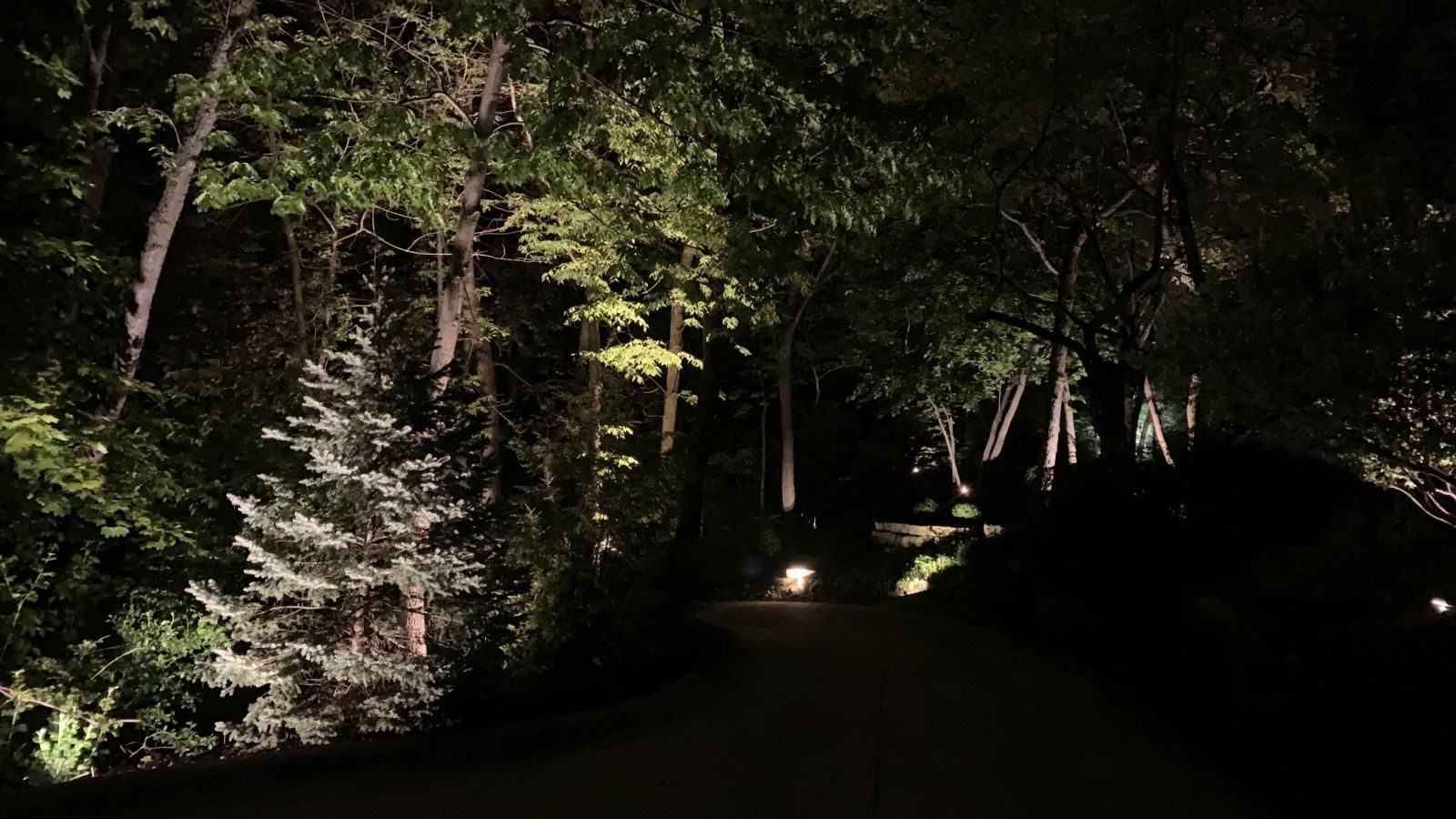 A dark path through a wooded area lit by landscape lighting. Trees and bushes are illuminated with spotlights.