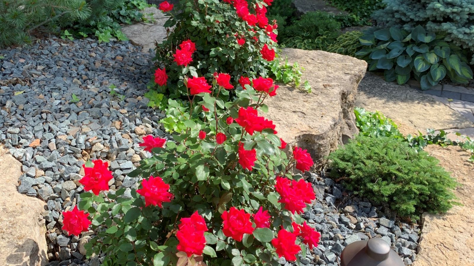 Red roses blooming in a garden bed, contrasted by dark gravel and a large rock.