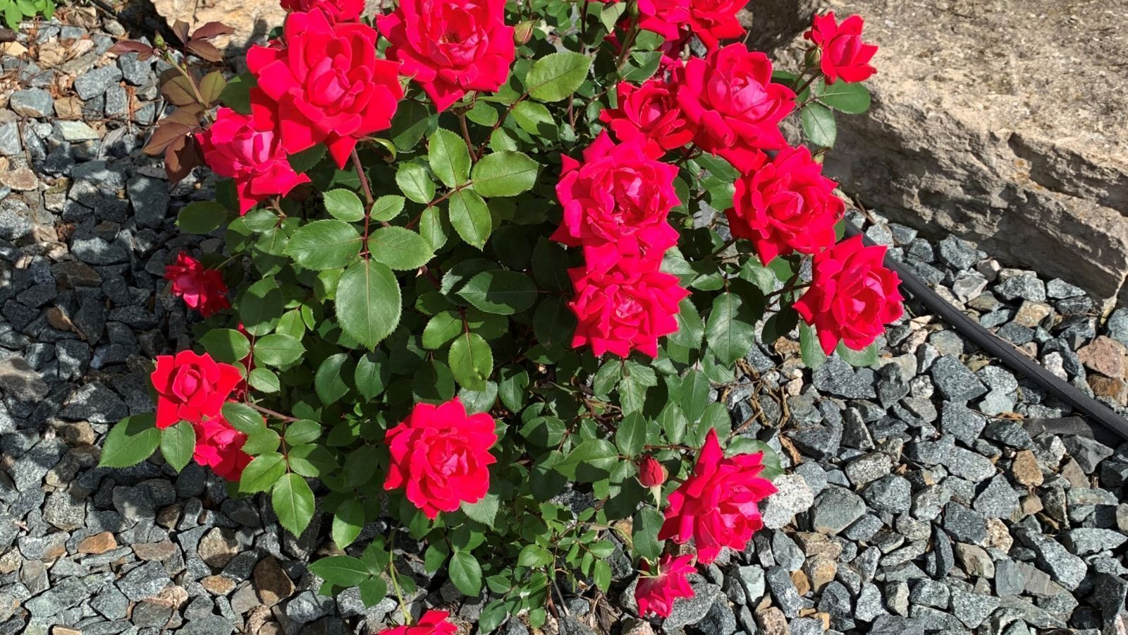 Bush of vibrant red roses with green leaves, surrounded by gray gravel.