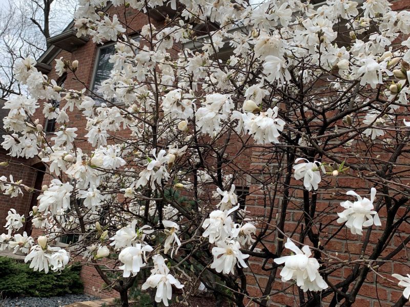 A tree with white flowers is in front of a brick building.