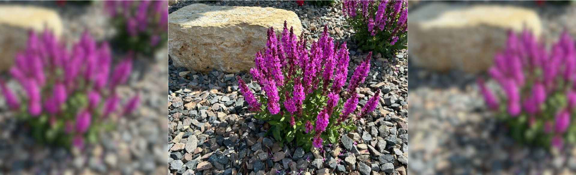 Purple flowers with a rocky backdrop.