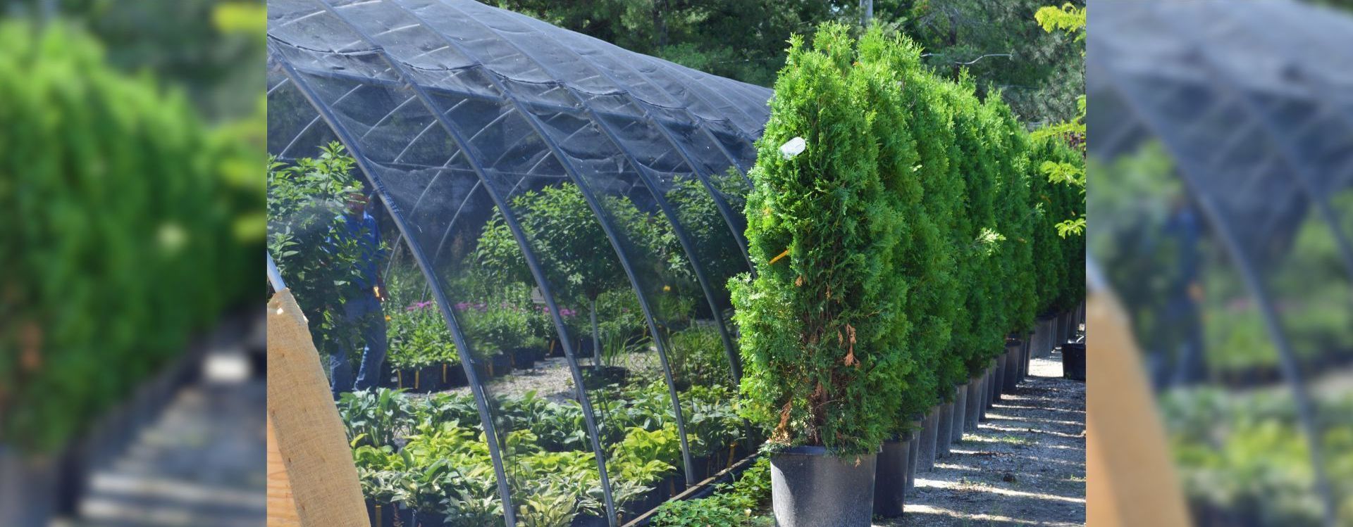 Tall green arborvitae trees in large pots line a pathway, sheltered by a dark mesh canopy.